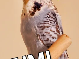 Bunch of cute Budgies