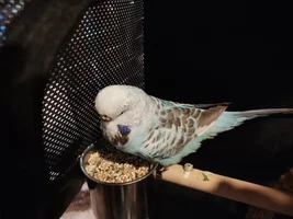 ISO older (or younger) Indian Ringneck in Florida!