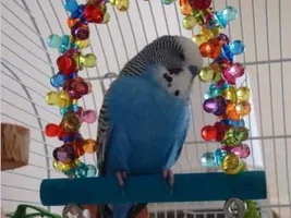 What are you getting your bird for the winter holidays?