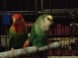 Introducing the birds
