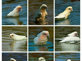 AI pics
