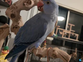 Is he a big boi?