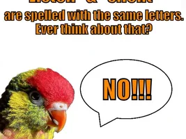 The best Bird meme!!