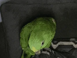 Help needed with parrot species