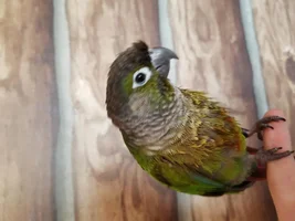 Hello! And help with breeding?