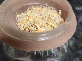 Need some advice on adding variety to my budgie's diet. They only want to eat eggs and seeds.