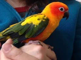 Introducing Tallulah! The cutest lil Sun Conure.