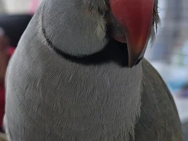 Indian Ringneck Parrot bleeding from his cheek (right side of his face). Vet said nothing's wrong.