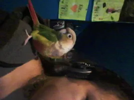 new birdie now we have 2