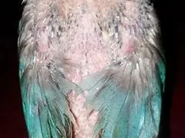 Finally i got a guaranty lovebird pair :) here is the baby