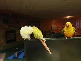 Birdie Chatroom!