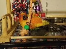 Phoenix is a year old