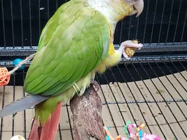 Do you really know your parrot