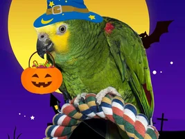 October 2021 POTM Contest
