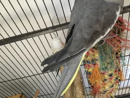Cockatiel preening feathers weirdly.