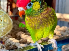 Ember, The Baby Black Lorikeet