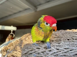 A sweet little birdie called Lovejoy 💖
