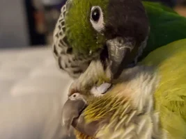 Introducing Yuri! Ona’s New Sister!