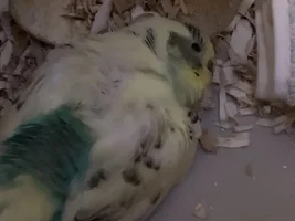 Happy birthday newborn baby budgie!
