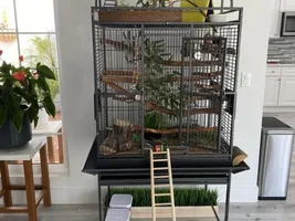 Princess Parrot trouble