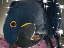 Who Has The Most Birds!!!