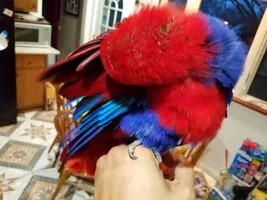 Anansi's Old Photo Album