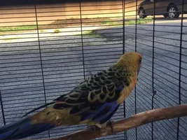 Hi everyone!