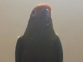 Sitting on my shoulder!