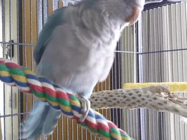 Baby Blue Quaker!!!