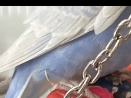 Budgie upward curled toe nail