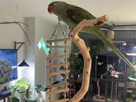 My new pet female Alexandrine: PHOTO AND QUESTIONS :)