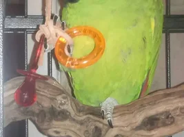 Fids favorite simple toy