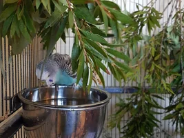 Random Pictures of My Mismatch Flock