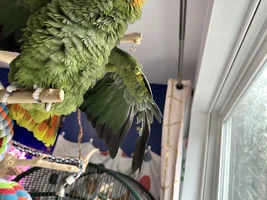 Funky Feathers