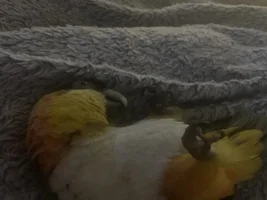 Diesel bird