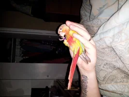 new here :-) with my green cheek conure