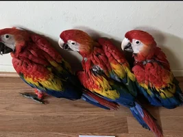 3 more Scarlet Macaw Eggs. 1 clutch was in summer, this is the 1st official clutch of fall.