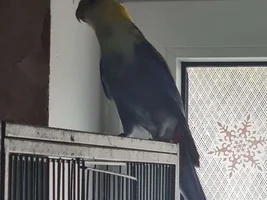 A cockatile mises his abuse Rosella's friends.