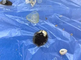 Help! My lovebird seems to have gastroenteritis...