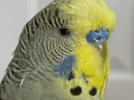 Ceres
