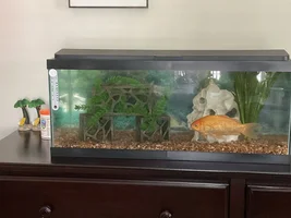 Quick pet check?