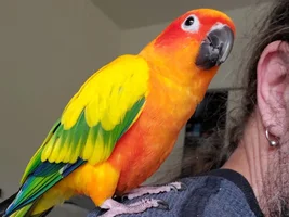 CONURE THREAD