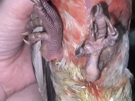 Galah foot