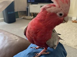 Hello! Galah advice and support please!
