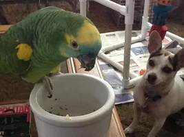 Happy Update on Coco