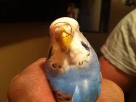 My parrot nose has Problem!!!