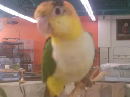 Just got a Caique!