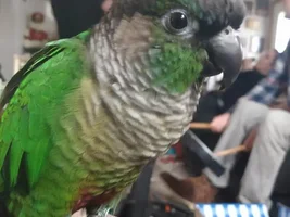 How Stressful is Changing a Bird's Schedule?