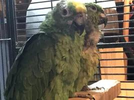 Help me Identify these Amazons!