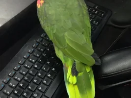 Sweet Pea helping me at work :)